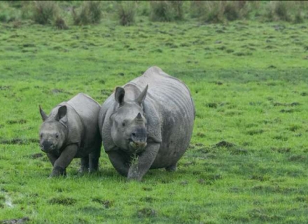 15 Night Jungles of East and Central India