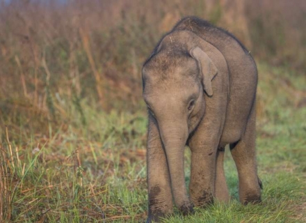 13 Night Wildlife Highlights of East India