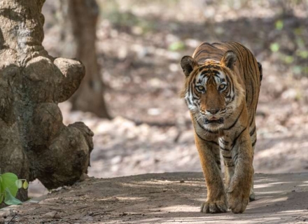 15 Night Rajasthan Wilderness Journey