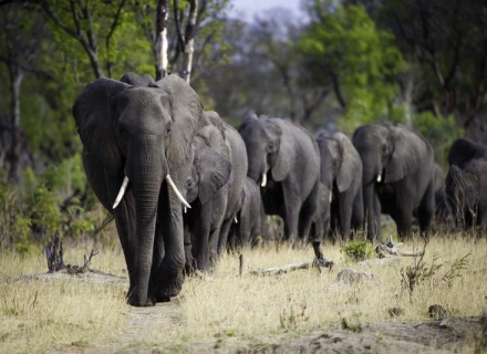 5 night Luxury Hwange Walking Safari – Fully Serviced