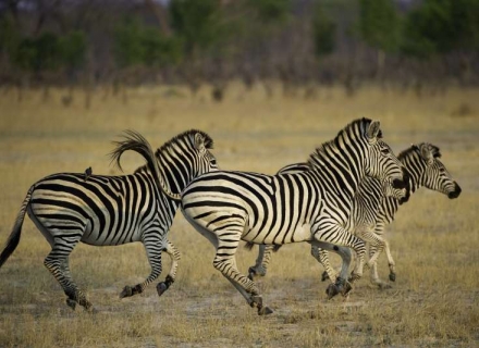 11 Night Zimbabwe and Botswana No Flying Safari