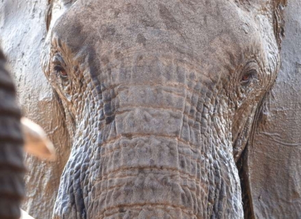 14 Night Zimbabwe Conservation Safari