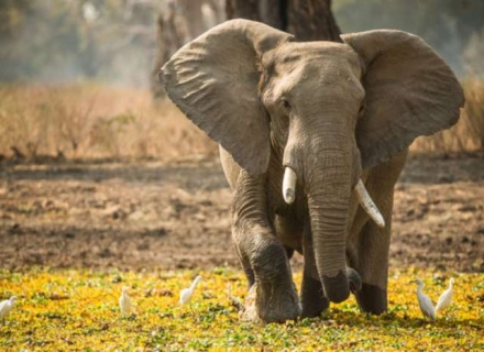 15 Night Botswana and Zimbabwe Expedition Safari