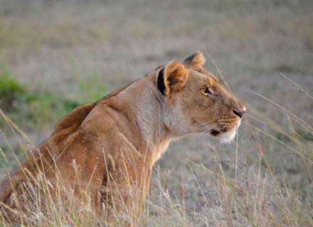 12 Night Zimbabwe Budget Safari