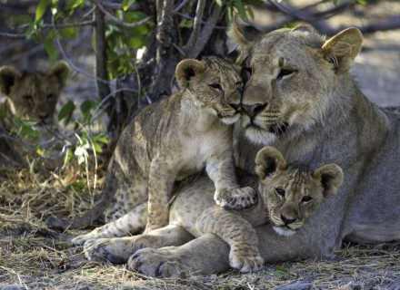 9 Night Tented Hwange and Mana Pools – Emphasis on Walking