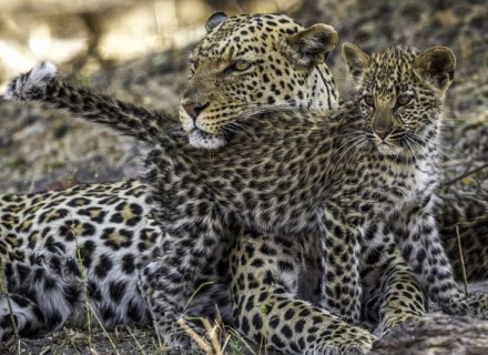 5 Night Mana Walking Safari Along the Zambezi – Fully Serviced