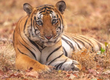 Ladies Only Small Group Safari – 12 Night Luxury Jungles of Central India