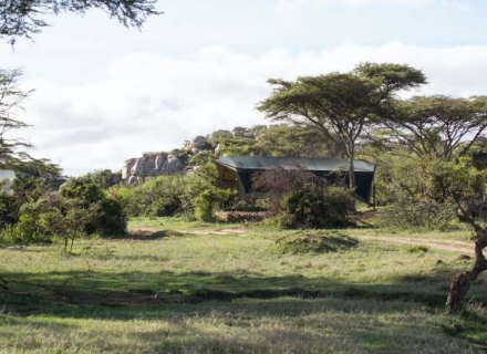 Porini Cheetah Camp – Ol Kinyei Conservancy – Masai Mara
