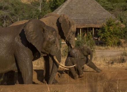 Nimali Tarangire – Tarangire National Park