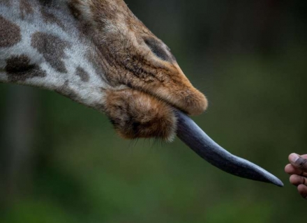 Giraffe Manor – Nairobi