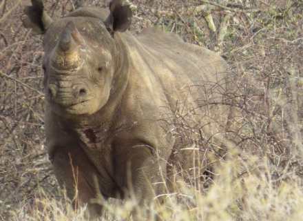 Saruni Rhino Camp – Sera Community Conservancy – northern Kenya