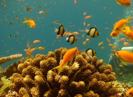 Tanzania Diving