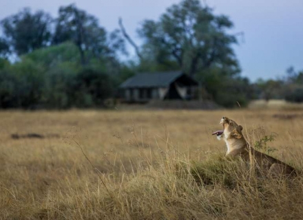 Machaba Camp – Khwai Concession – Okavango Delta