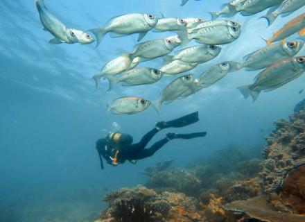 Mozambique Diving