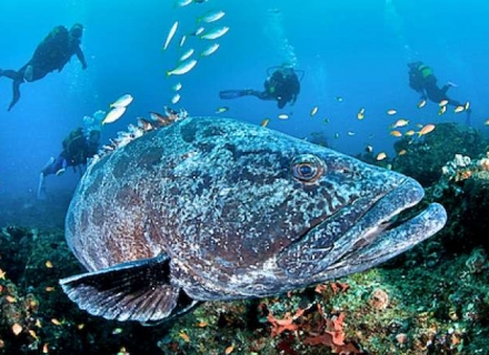South African Diving