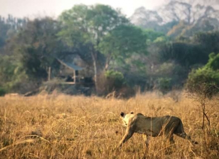 Ntemwa-Busanga Camp – Busanga Plains – Kafue National Park