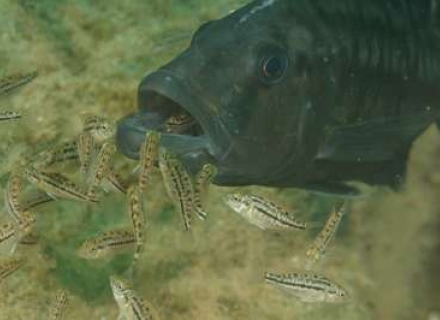 Malawi Diving