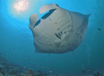 Maldives Diving