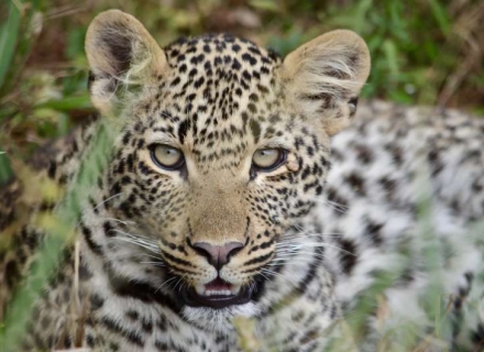 Shawa Luangwa Camp – South Luangwa National Park
