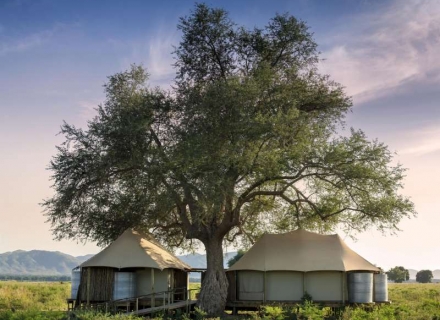 Nyamatusi Mahogany – Mana Pools National Park