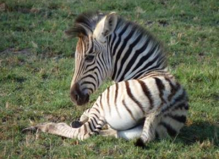 11 Night Budget Tanzania And Zanzibar