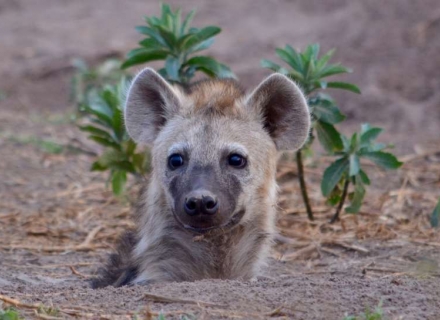 10 Night Tanzania Safari With Empakai Trek
