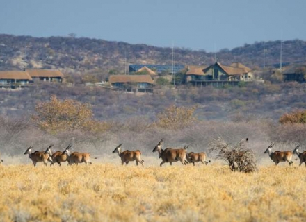 Safarihoek Lodge – Etosha Heights Private Reserve