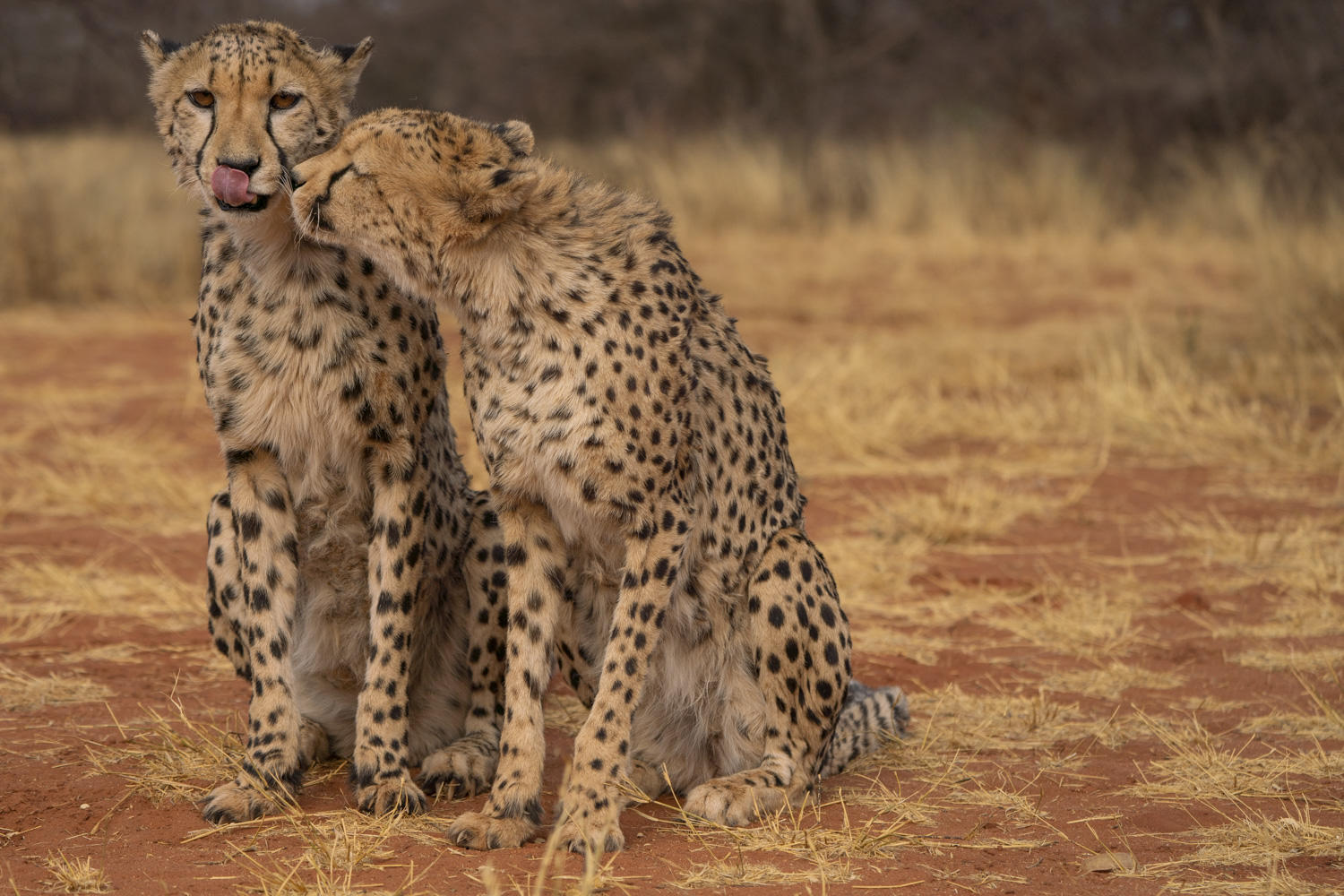 namibia61