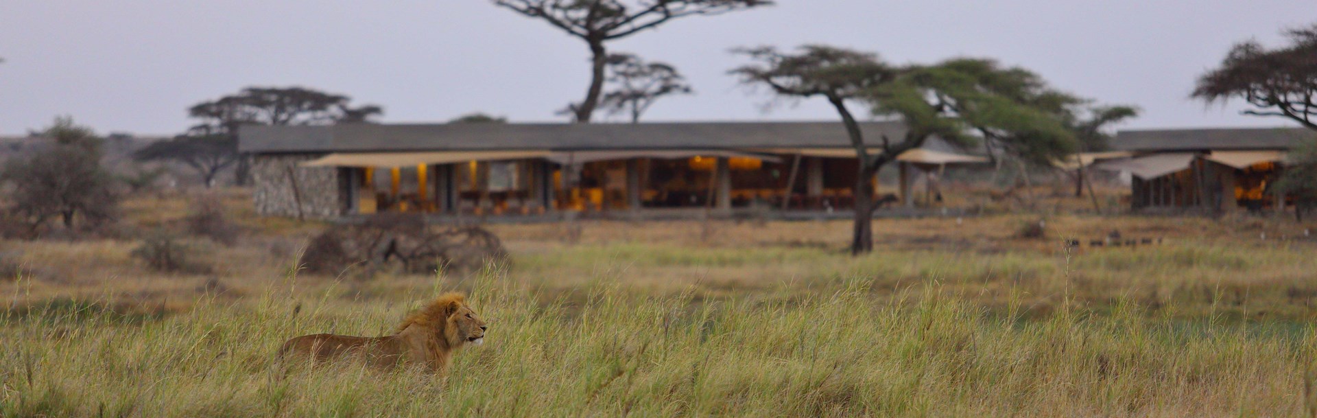 /wp-content/uploads/2022/07/namiri-plains-lions-with-main-area.jpg