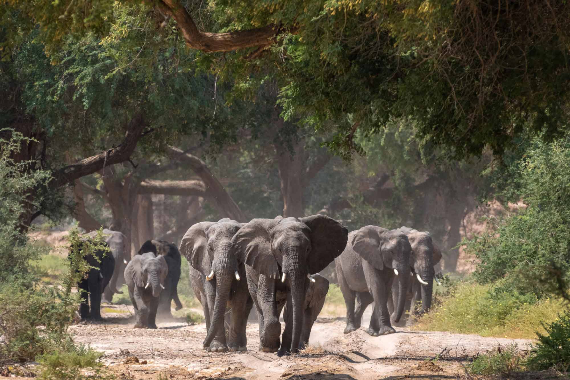 elephanta