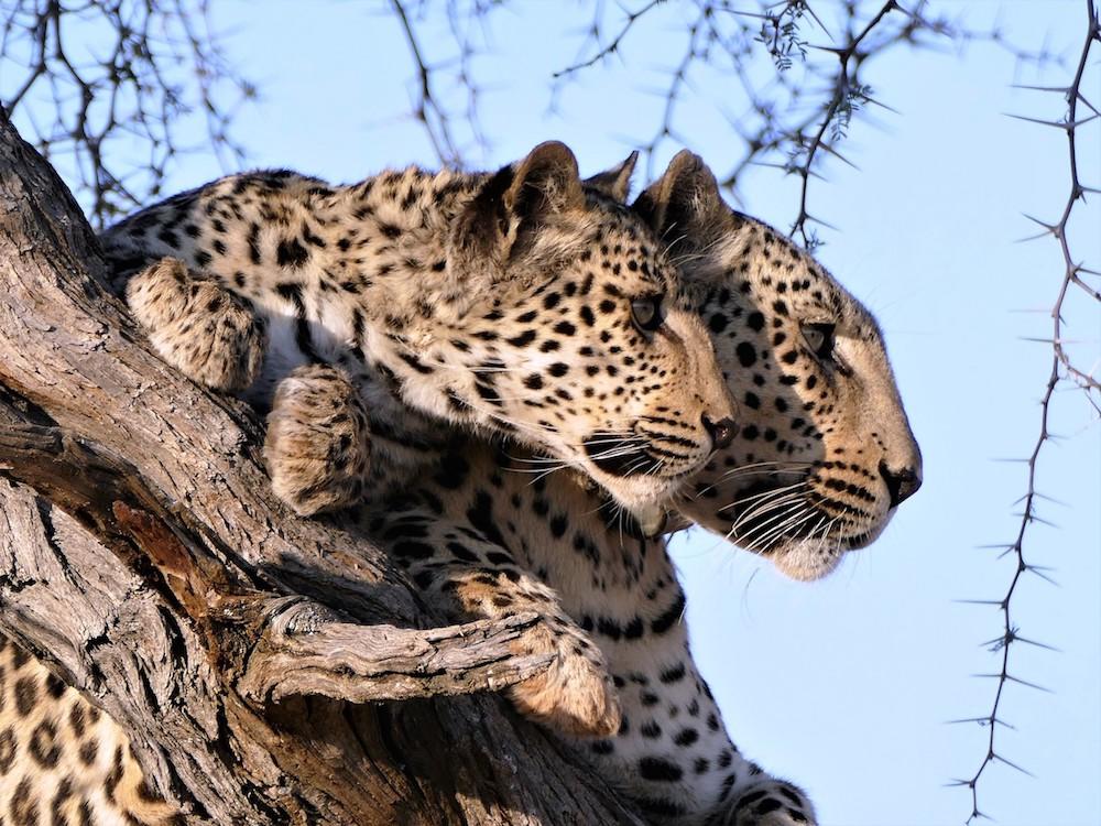 okonjima_experience24