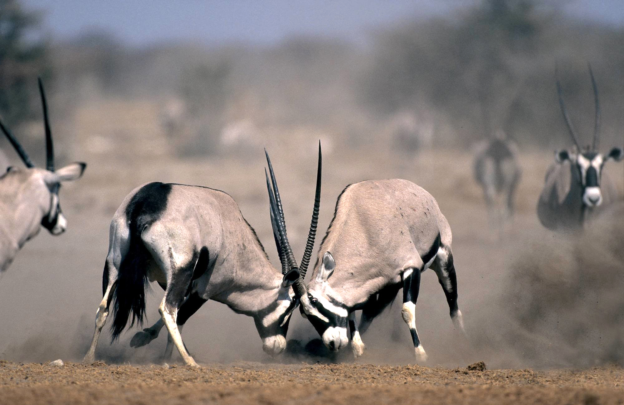 oryx