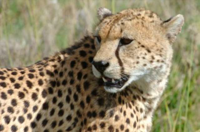 /wp-content/uploads/2022/07/phinda-safari-villa-the-homestead-ma-1.jpg
