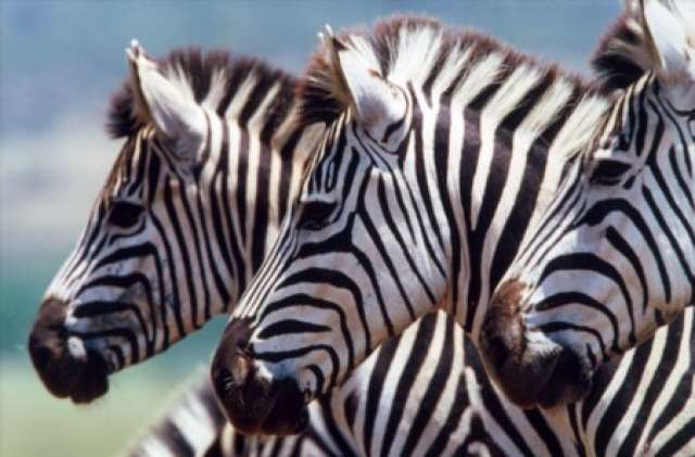 /wp-content/uploads/2022/07/phinda-safari-villa-the-homestead-ma-6.jpg