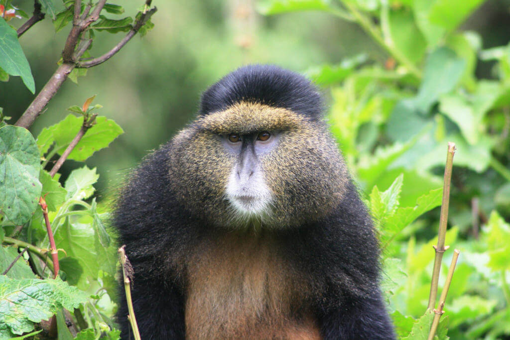/wp-content/uploads/2022/07/pnv-golden_monkey-jdb10.jpg