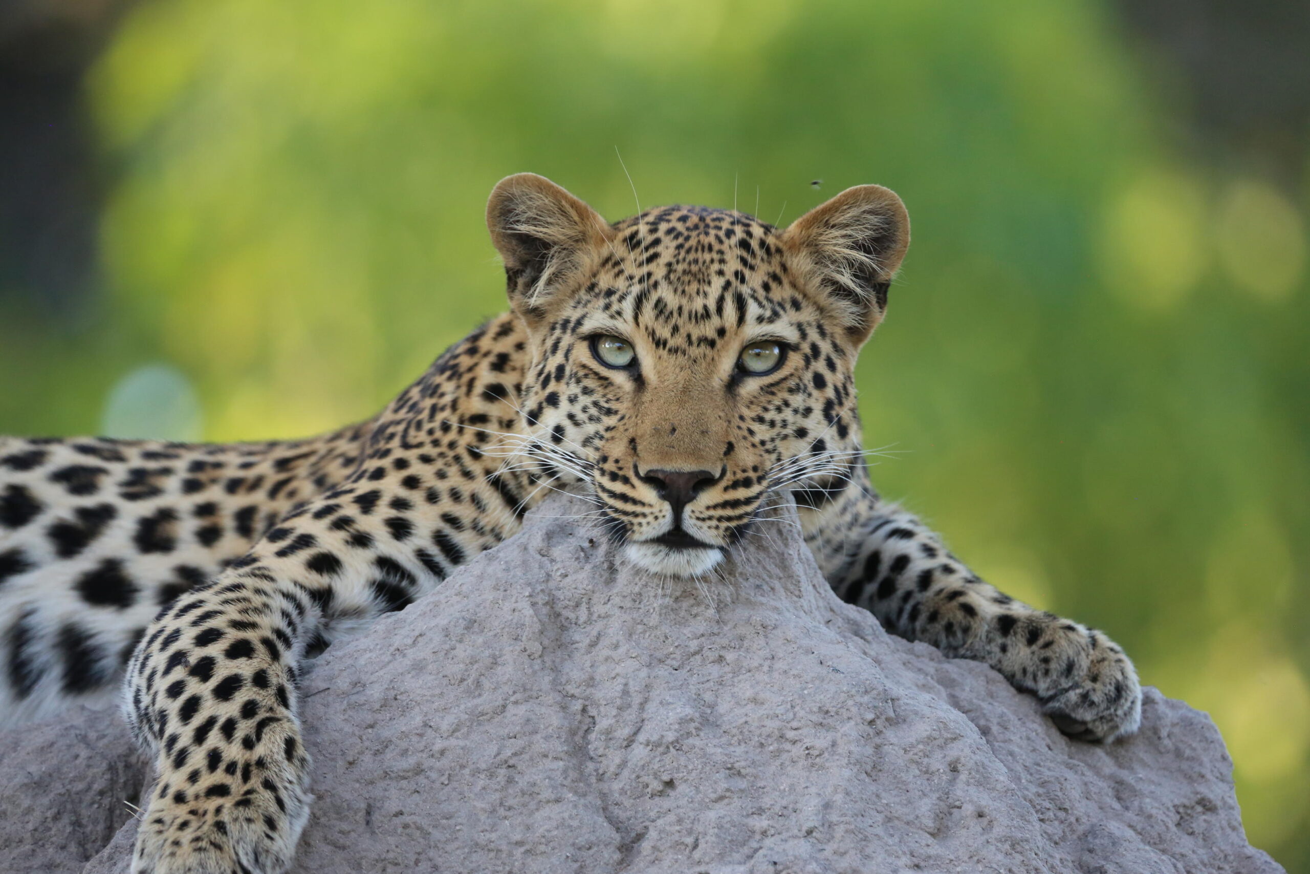 12 night Botswana Green Season Safari