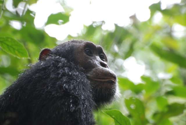 /wp-content/uploads/2022/07/primate-lodge-kibale-forest-np-1.jpg
