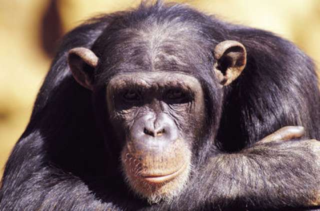 /wp-content/uploads/2022/07/primate-lodge-kibale-forest-np-6.jpg