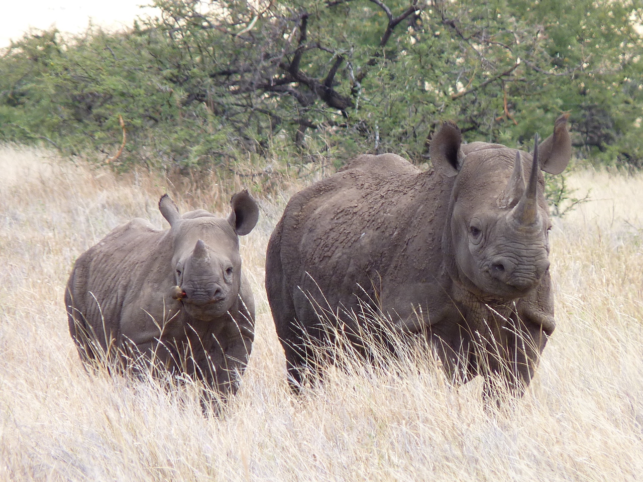 https://www.trackssafaris.co.uk/wp-content/uploads/2022/07/rhino-and-mum2.jpg