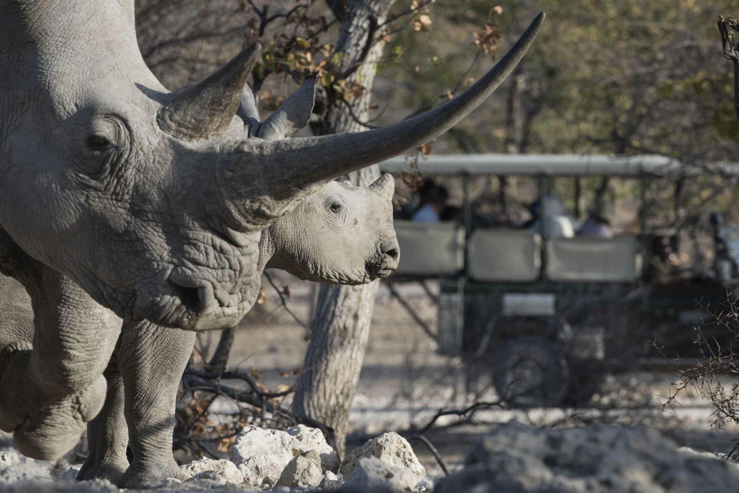 rhino-head-scaled