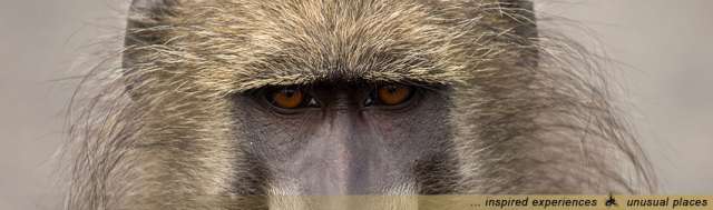 /wp-content/uploads/2022/07/rhino-post-safari-lodge-kruger-private-1.jpg