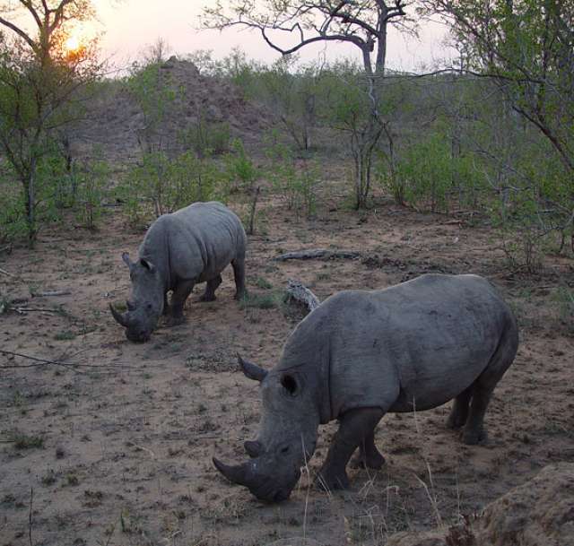 /wp-content/uploads/2022/07/rhino-post-safari-lodge-kruger-private-11.jpg