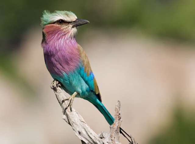 /wp-content/uploads/2022/07/rhino-post-safari-lodge-kruger-private-13.jpg