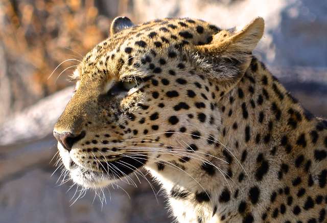 /wp-content/uploads/2022/07/rhino-post-safari-lodge-kruger-private-14.jpg