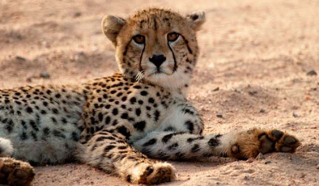 /wp-content/uploads/2022/07/rhino-post-safari-lodge-kruger-private-8.jpg