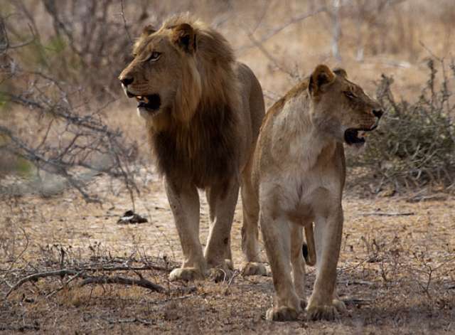 /wp-content/uploads/2022/07/rhino-post-safari-lodge-kruger-private-9.jpg