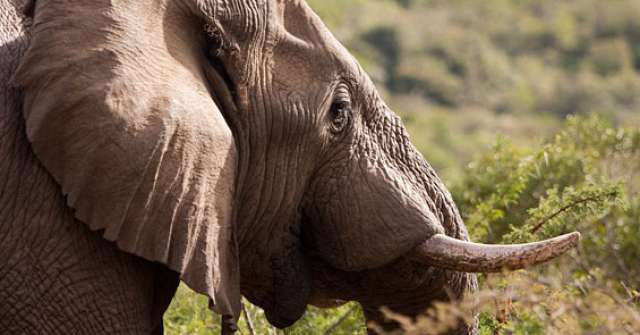 /wp-content/uploads/2022/07/rhino-walking-safaris-kruger-private-c-1.jpg