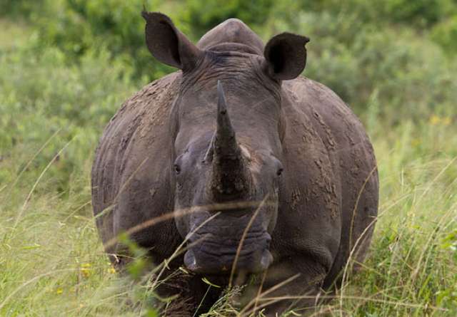 /wp-content/uploads/2022/07/rhino-walking-safaris-kruger-private-c-3.jpg