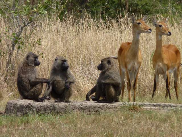 /wp-content/uploads/2022/07/semliki-lodge-toro-semliki-game-reserv-3.jpg