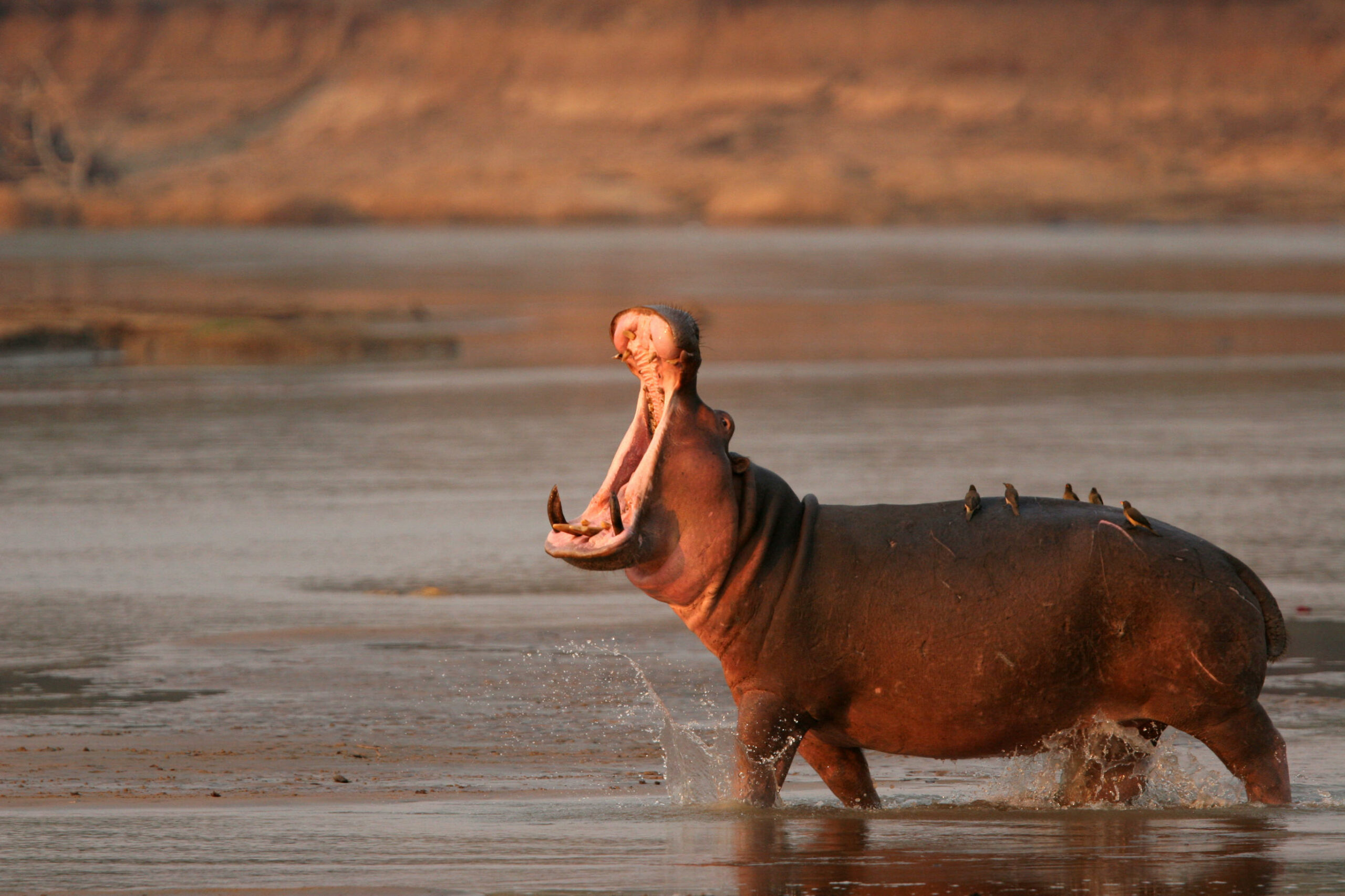 https://www.trackssafaris.co.uk/wp-content/uploads/2022/07/shenton_safaris-agata_passoni-12-3-scaled.jpg
